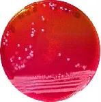 Selenite Cystine Broth Base