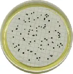 Clostridium perfringens Selective Agar (SPS Agar)