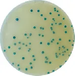 Tryptone Bile Glucuronic Agar (TBX Agar) Microinstant®