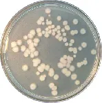 Tryptone Glucose Extract Agar (TGE Agar )