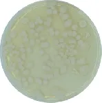 Tryptic Soy Agar (TSA) (Eur. Pharm.)