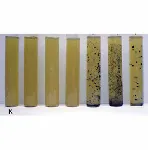 Tryptose Sulfite Cycloserine Agar (TSC Agar)