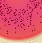 XLT4 Agar Base