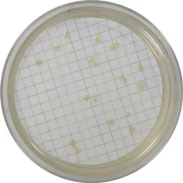 MICROINSTANT® CHROMOGENIC MEDIA SCHARLAU