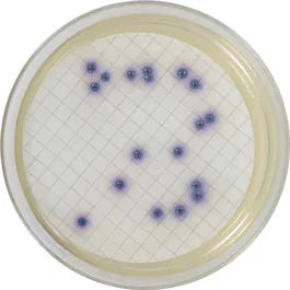 MICROINSTANT® CHROMOGENIC MEDIA SCHARLAU