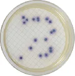 Colinstant Agar Chromogenic Microinstant®
