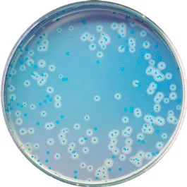 CHROMOGENIC MEDIA CHROMagar™