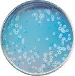 CHROMagar™ Listeria