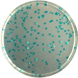 CHROMOGENIC MEDIA CHROMagar™
