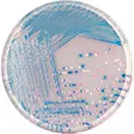 CHROMOGENIC MEDIA CHROMagar™