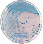 CHROMagar™ O157