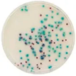 CHROMOGENIC MEDIA CHROMagar™