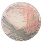 CHROMagar™ Staph aureus