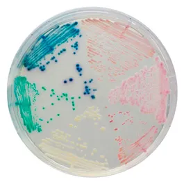 CHROMOGENIC MEDIA CHROMagar™