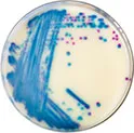 CHROMOGENIC MEDIA CHROMagar™
