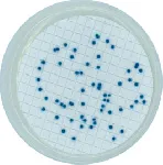 Coliform Agar Base (ISO) Chromogenic Microinstant®
