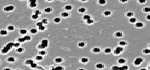 Polycarbonate Track Etched (PCTE) membranes