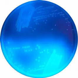 CHROMOGENIC MEDIA CHROMagar™