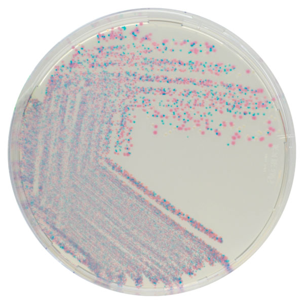 CHROMagar™ Staphylococcus