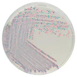 CHROMOGENIC MEDIA CHROMagar™