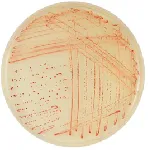 CHROMagar™ Campylobacter
