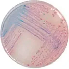 CHROMOGENIC MEDIA CHROMagar™