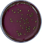 Endo LES Agar