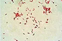 REAGENTI E TEST BIOCHIMICI