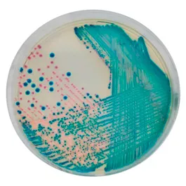 CHROMOGENIC MEDIA CHROMagar™