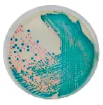 CHROMagar™ KPC