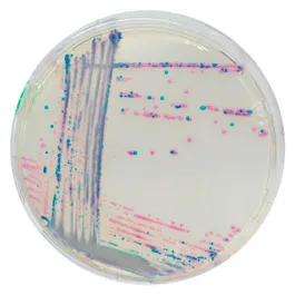 CHROMOGENIC MEDIA CHROMagar™