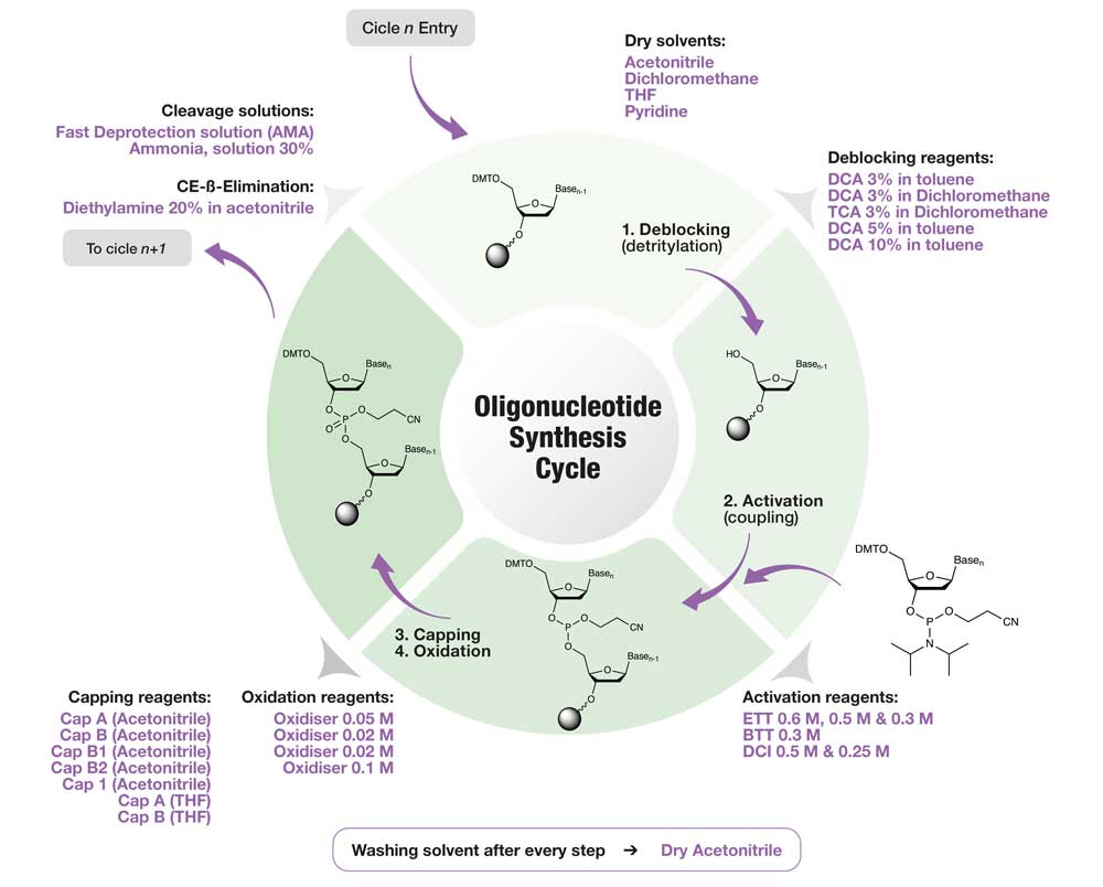 Diagrama circular con las moléculas y reactivos durante el deblocking, coupling, capping y oxidation en la síntesis de oligos