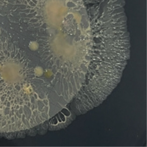 Pre-tratamiento para el control de Legionella